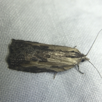 Cryptoptila immersana (A Tortricid moth) at Hughes Garran Woodland - 27 Feb 2022 by Tapirlord
