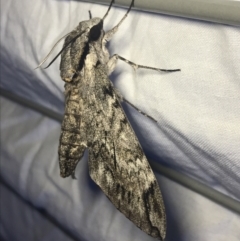 Psilogramma casuarinae (Privet Hawk Moth) at Hughes Garran Woodland - 27 Feb 2022 by Tapirlord