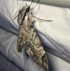 Psilogramma casuarinae (Privet Hawk Moth) at Red Hill to Yarralumla Creek - 27 Feb 2022 by Tapirlord