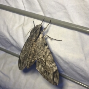 Psilogramma casuarinae at Garran, ACT - 27 Feb 2022