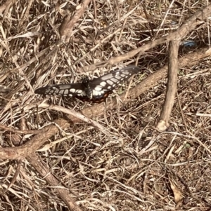 Papilio anactus at Theodore, ACT - 4 Mar 2022