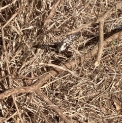 Papilio anactus at Theodore, ACT - 4 Mar 2022