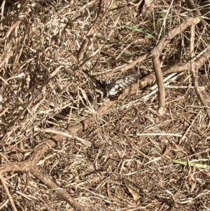 Papilio anactus at Theodore, ACT - 4 Mar 2022