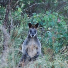 Wallabia bicolor (Swamp Wallaby) at Deakin, ACT - 3 Mar 2022 by ebristow