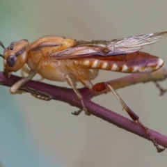 Pseudoperga lewisii (A Sawfly) at QPRC LGA - 3 Mar 2022 by WHall