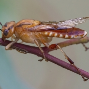 Pseudoperga lewisii at Googong, NSW - 3 Mar 2022