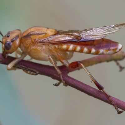 Pseudoperga lewisii (A Sawfly) at QPRC LGA - 3 Mar 2022 by WHall