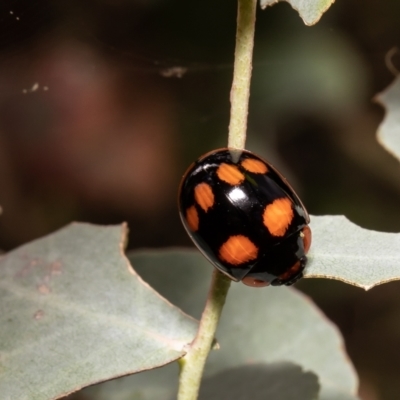 Paropsisterna beata (Blessed Leaf Beetle) at Red Hill Nature Reserve - 3 Mar 2022 by Roger