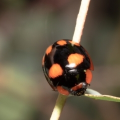 Paropsisterna beata at Red Hill, ACT - 4 Mar 2022