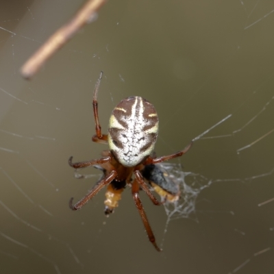 Phonognatha graeffei (Leaf Curling Spider) at Red Hill Nature Reserve - 3 Mar 2022 by Roger
