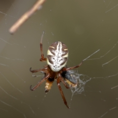 Phonognatha graeffei (Leaf Curling Spider) at Red Hill Nature Reserve - 3 Mar 2022 by Roger