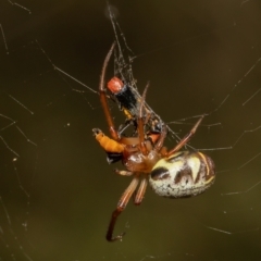 Phonognatha graeffei at Undefined Area - 4 Mar 2022