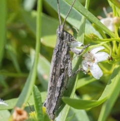 Coryphistes ruricola (Bark-mimicking Grasshopper) at QPRC LGA - 3 Mar 2022 by WHall