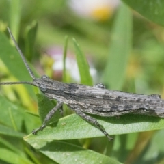 Coryphistes ruricola at Googong, NSW - 3 Mar 2022