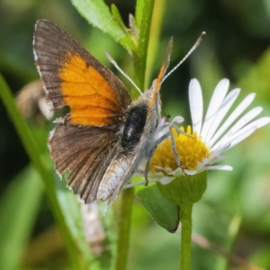 Lucia limbaria at Googong, NSW - 3 Mar 2022