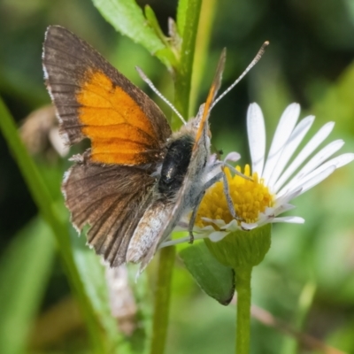 Lucia limbaria (Chequered Copper) at QPRC LGA - 3 Mar 2022 by WHall