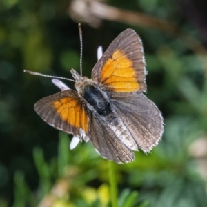 Lucia limbaria at Googong, NSW - 3 Mar 2022