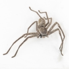 Isopeda (genus) (Huntsman Spider) at Googong, NSW - 3 Mar 2022 by WHall