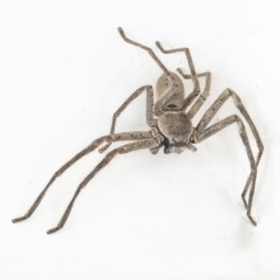 Isopeda (genus) (Huntsman Spider) at Googong, NSW - 3 Mar 2022 by WHall
