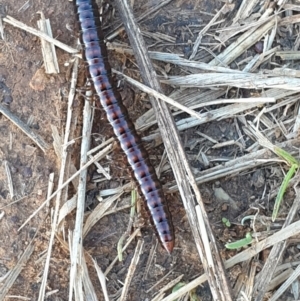 Paradoxosomatidae sp. (family) at Kaleen, ACT - 3 Mar 2022