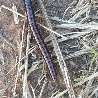 Paradoxosomatidae sp. (family) (Millipede) at Lyneham Ridge - 3 Mar 2022 by LD12