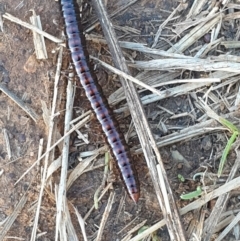 Paradoxosomatidae sp. (family) (Millipede) at Kaleen, ACT - 3 Mar 2022 by LD12