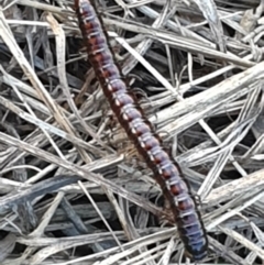 Paradoxosomatidae sp. (family) at Kaleen, ACT - 3 Mar 2022