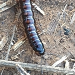 Paradoxosomatidae sp. (family) at Kaleen, ACT - 3 Mar 2022