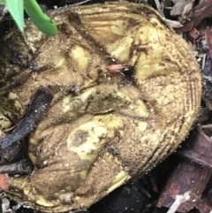 Unverified Fungus at Phillip, ACT - 4 Mar 2022 by Tapirlord