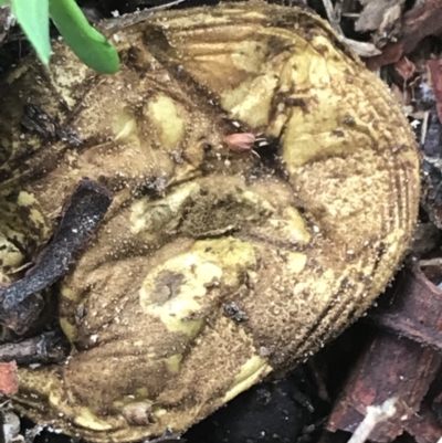 Unverified Fungus at Phillip, ACT - 4 Mar 2022 by Tapirlord
