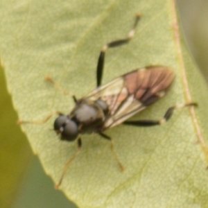 Exaireta spinigera at Jerrabomberra, NSW - 1 Mar 2022