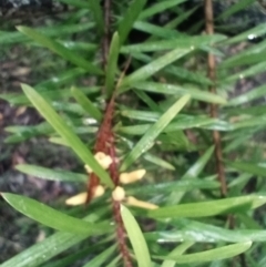 Persoonia juniperina (Prickly Geebung) at Corang, NSW - 3 Mar 2022 by LeonieWood