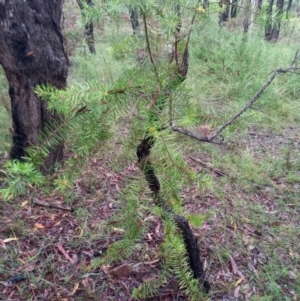 Persoonia juniperina at Corang, NSW - suppressed