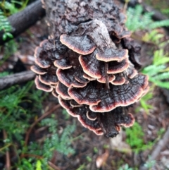 Unverified Fungus at Corang, NSW - 3 Mar 2022 by LeonieWood