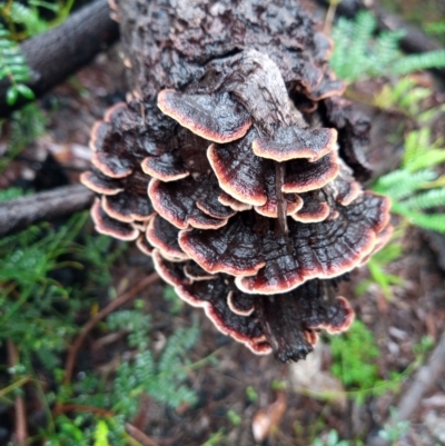 Unverified Fungus at Corang, NSW - 3 Mar 2022 by LeonieWood