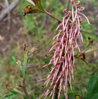 Grevillea (genus) (Grevillea) at Corang, NSW - 28 Feb 2022 by LeonieWood