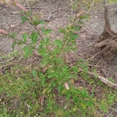 Grevillea sp. at Corang, NSW - 28 Feb 2022