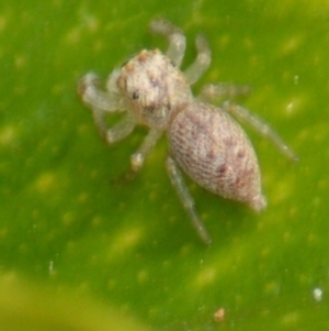 Opisthoncus grassator at Jerrabomberra, NSW - 4 Mar 2022