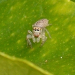 Opisthoncus grassator at Jerrabomberra, NSW - 4 Mar 2022