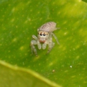 Opisthoncus grassator at Jerrabomberra, NSW - 4 Mar 2022