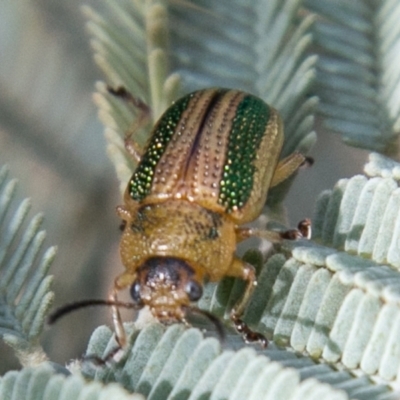 Calomela vittata (Acacia leaf beetle) at Tidbinbilla Nature Reserve - 7 Oct 2019 by SWishart