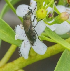 Stomorhina discolor (Snout fly) at QPRC LGA - 3 Mar 2022 by WHall