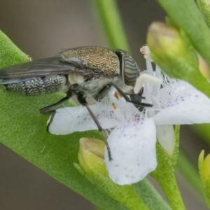 Stomorhina discolor at Googong, NSW - 3 Mar 2022 12:50 PM