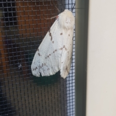 Ardices canescens (Dark-spotted Tiger Moth) at Watson, ACT - 13 Feb 2022 by MAX