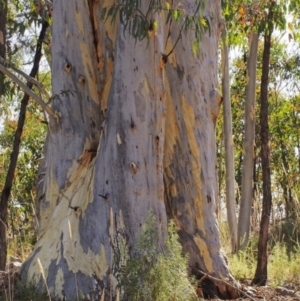 Eucalyptus rossii at Molonglo Valley, ACT - 4 Mar 2022