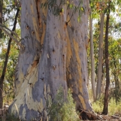 Eucalyptus rossii (Inland Scribbly Gum) at Denman Prospect 2 Estate Deferred Area (Block 12) - 4 Mar 2022 by BarrieR