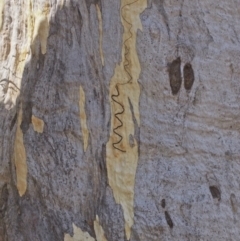 Eucalyptus rossii at Molonglo Valley, ACT - 4 Mar 2022