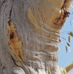 Eucalyptus rossii at Molonglo Valley, ACT - 4 Mar 2022