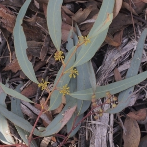 Eucalyptus rossii at Molonglo Valley, ACT - 4 Mar 2022