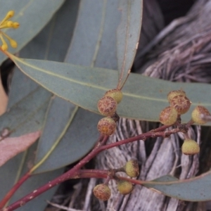 Eucalyptus rossii at Molonglo Valley, ACT - 4 Mar 2022